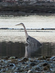 heron